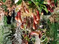 Albums/20200303-Kew Gardens/12